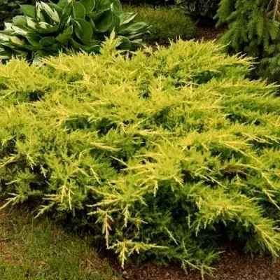 Можжевельник МОРДИГАН ГОЛД средний — описание сорта Можжевельник МОРДИГАН ГОЛД средний в Москве