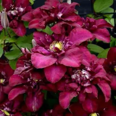 Клематис ЯН III СОБЕСКИ — описание сорта Клематис ЯН III СОБЕСКИ в Москве