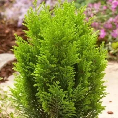 Кипарисовик ЭЛВУДИ ГОЛД лавсона — описание сорта Кипарисовик ЭЛВУДИ ГОЛД лавсона в Москве