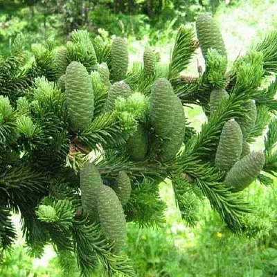 Пихта белая  Пихта белая в Москве