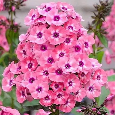 Флокс ЛАРИСА метельчатый  Флокс ЛАРИСА метельчатый в Москве