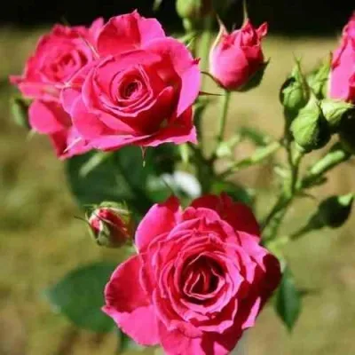 Саженцы роз ЛАВЛИ ЛИДИЯ спрей в Москве