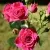 Саженцы роз ЛАВЛИ ЛИДИЯ спрей в Москве