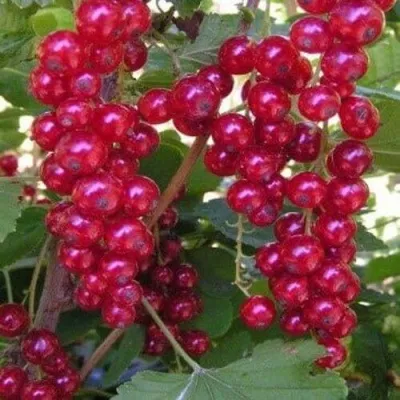 Смородина красная ПУРПУРНАЯ — описание сорта Смородина красная ПУРПУРНАЯ в Москве