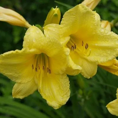 Лилейник Хэппи ретернс Лилейник Хэппи ретернс