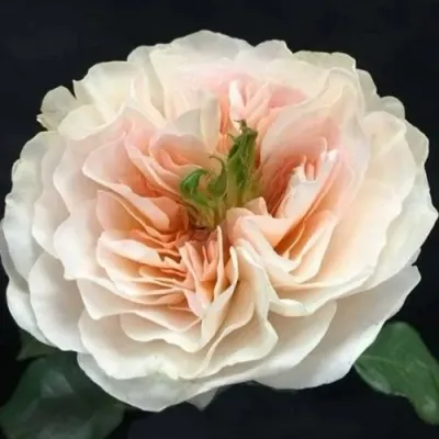 Саженцы роз ЧАРИТИ английская — описание сорта Саженцы роз ЧАРИТИ английская в Москве