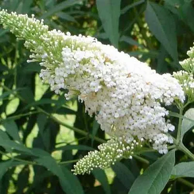 Буддлея давида ВАЙТ ПРОФЬЮЖН  Буддлея давида ВАЙТ ПРОФЬЮЖН в Москве