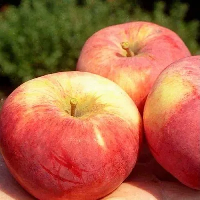 Яблоня ОРЛОВИМ  Яблоня ОРЛОВИМ в Москве