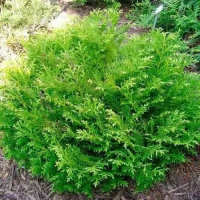 Туевик НАНА долотовидный  — описание сорта Туевик НАНА долотовидный  в Москве