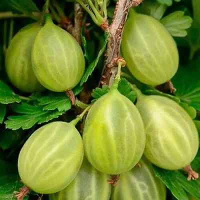 Крыжовник УРАЛЬСКИЙ ИЗУМРУД — описание сорта Крыжовник УРАЛЬСКИЙ ИЗУМРУД в Москве