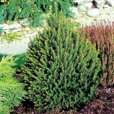 Ель КОМПАКТА обыкновенная в Москве