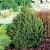 Ель КОМПАКТА обыкновенная в Москве