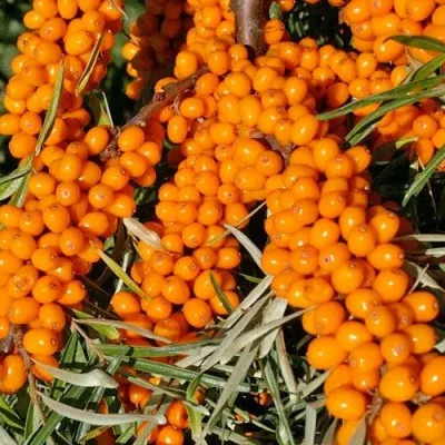 Облепиха ЕЛИЗАВЕТА — описание сорта Облепиха ЕЛИЗАВЕТА в Москве