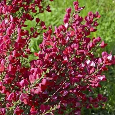 Ракитник БОСКОП РУБИ  — описание сорта Ракитник БОСКОП РУБИ  в Москве