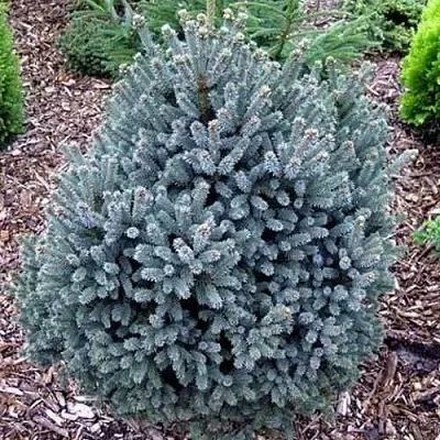 Ель НАНА сизая  Ель НАНА сизая в Москве