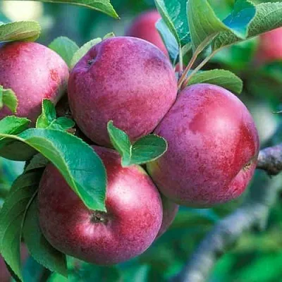 Яблоня СПАРТАН  Яблоня СПАРТАН в Москве