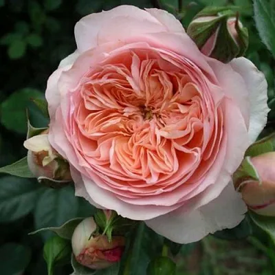 Саженцы роз СУРИР ДЕ ХАВР чайно-гибридная  Саженцы роз СУРИР ДЕ ХАВР чайно-гибридная в Москве