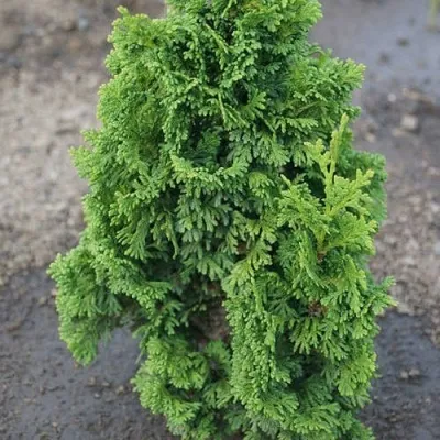 Туя ЗМАТЛИК западная — описание сорта Туя ЗМАТЛИК западная в Москве