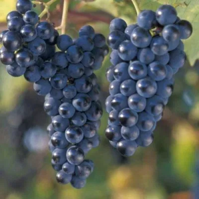 Виноград МАРКЕТТ — описание сорта Виноград МАРКЕТТ в Москве