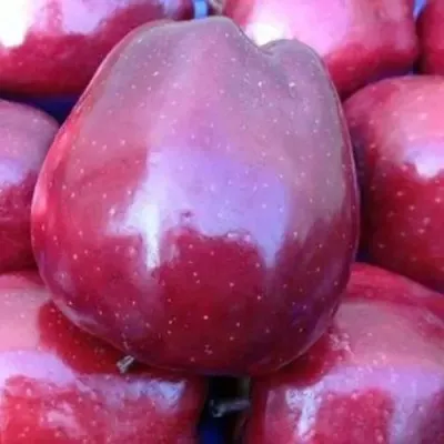 Яблоня РЕД ПРИНЦ в Москве