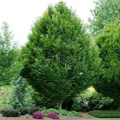 Граб в Москве