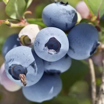 Голубика ХУРОН (ГУРОН) — описание сорта Голубика ХУРОН (ГУРОН) в Москве