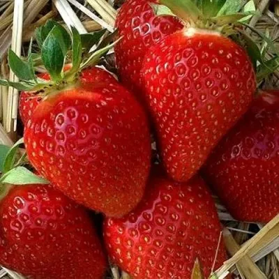 Клубника СИБИЛЛА — описание сорта Клубника СИБИЛЛА в Москве