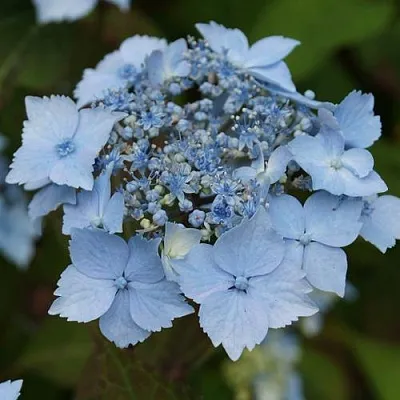 Гортензия БЛЮ ДЕКЛ пильчатая  Гортензия БЛЮ ДЕКЛ пильчатая в Москве