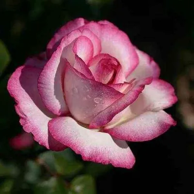 Саженцы роз ДИП ВОТЕР чайно-гибридная — описание сорта Саженцы роз ДИП ВОТЕР чайно-гибридная в Москве