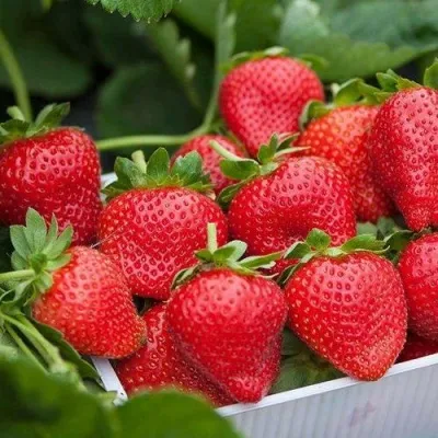 Клубника ЭЛИАНЕ в Москве