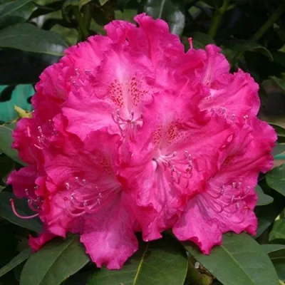 Рододендрон ГЕРМАНИЯ — описание сорта Рододендрон ГЕРМАНИЯ в Москве