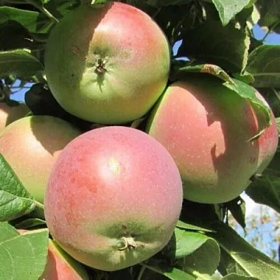 Яблоня МОСКОВСКОЕ ЗИМНЕЕ  Яблоня МОСКОВСКОЕ ЗИМНЕЕ в Москве