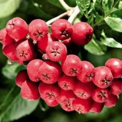 Рябина МОРАВСКАЯ сладкоплодная — описание сорта Рябина МОРАВСКАЯ сладкоплодная в Москве