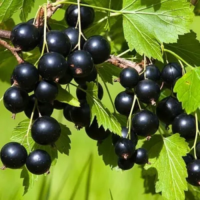 Смородина чёрная БЕЛОРУССКАЯ СЛАДКАЯ в Москве