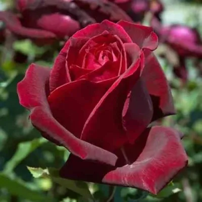 Саженцы роз ПАПА МЕЙЯН чайно-гибридная в Москве