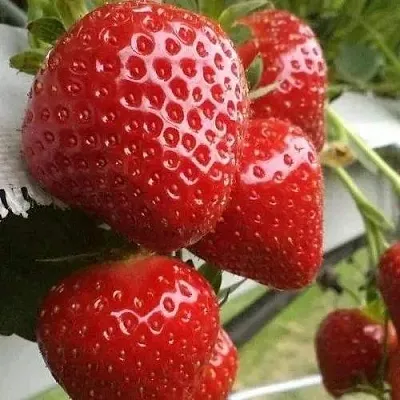 Клубника АРГЕНТЕРА  Клубника АРГЕНТЕРА в Москве