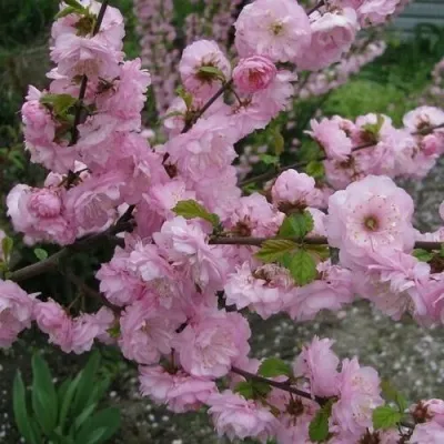 Миндаль ТРЁХЛОПАСТНЫЙ (луизеания) — описание сорта Миндаль ТРЁХЛОПАСТНЫЙ (луизеания) в Москве