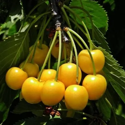 Черешня ДРОГАНА ЖЁЛТАЯ в Москве