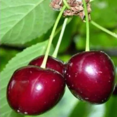 Черешня ВАСИЛИСА в Москве