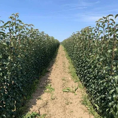 Саженцы почтой и ТК  Саженцы почтой и ТК в Москве