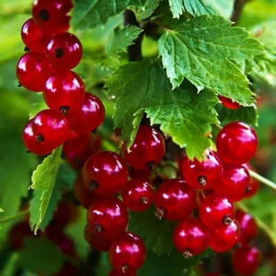 Смородина красная РОЛАН — описание сорта Смородина красная РОЛАН в Москве