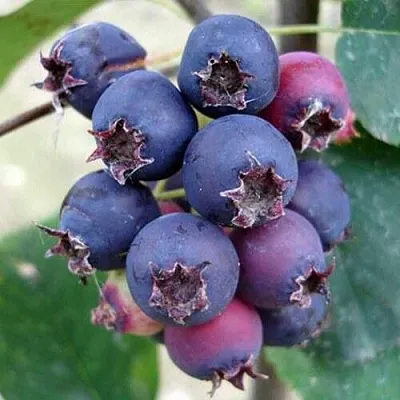 Ирга SLEYT  Ирга SLEYT в Москве