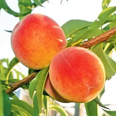 Персик ОНТАРИО  Персик ОНТАРИО в Москве