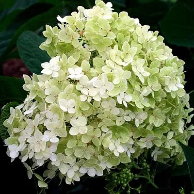 Гортензия СТЕРИЛИС древовидная   Гортензия СТЕРИЛИС древовидная  в Москве