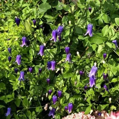 Клематис РООГУЧИ — описание сорта Клематис РООГУЧИ в Москве