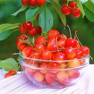 Черешня НАСЛАЖДЕНИЕ в Москве