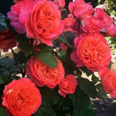 Саженцы роз ЭМИЛЬЕН ГИЙО шраб — описание сорта Саженцы роз ЭМИЛЬЕН ГИЙО шраб в Москве