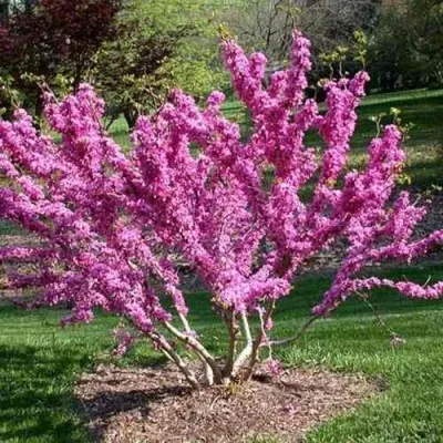 ЦЕРЦИС канадский  — описание сорта ЦЕРЦИС канадский  в Москве