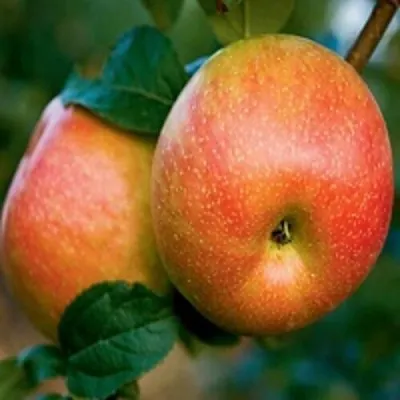 Яблоня ПЕРСИКОВАЯ в Москве