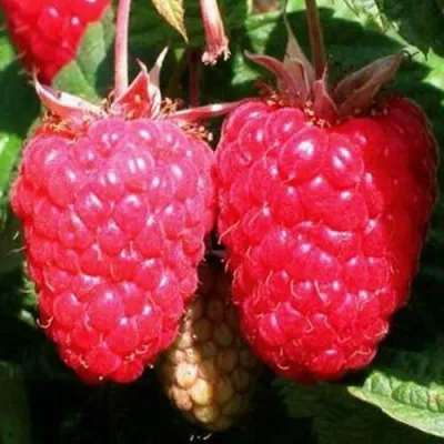 Малина КРАСА РОССИИ в Москве